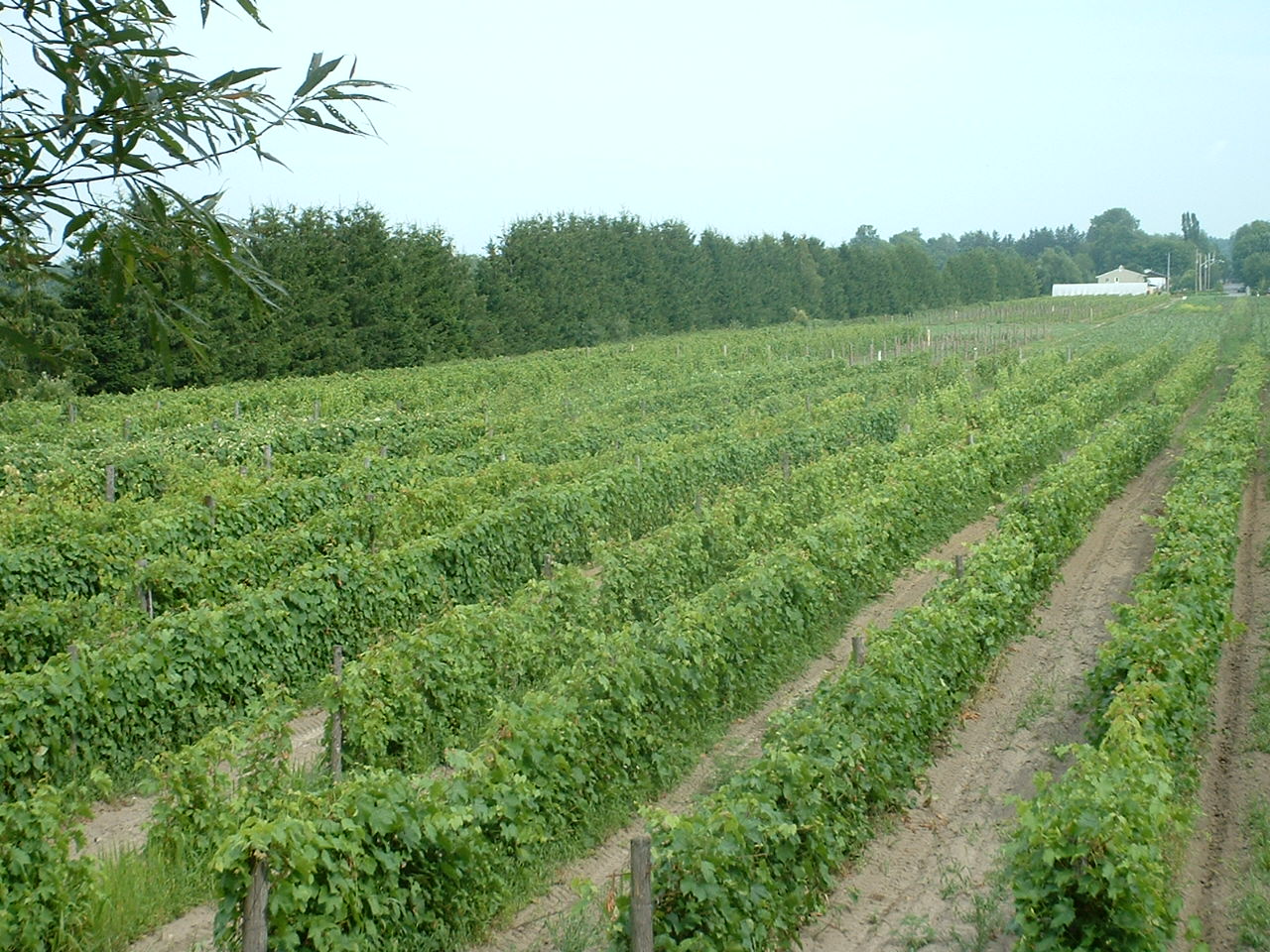 Vignoble Carone