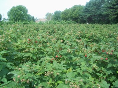 Fraises Gaétan Roy